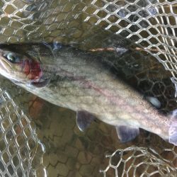 難しいぞ、大安トラウトレイク